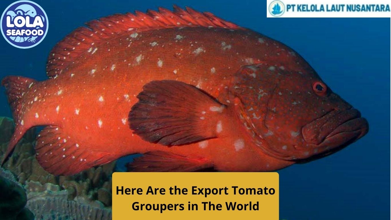 Here Are the Export Tomato Groupers in The World